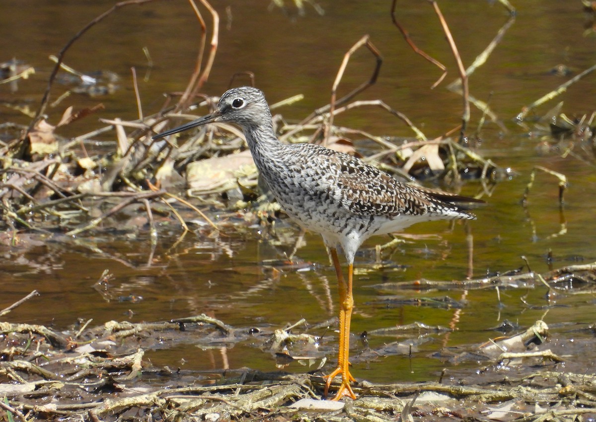 Greater Yellowlegs - ML633817433
