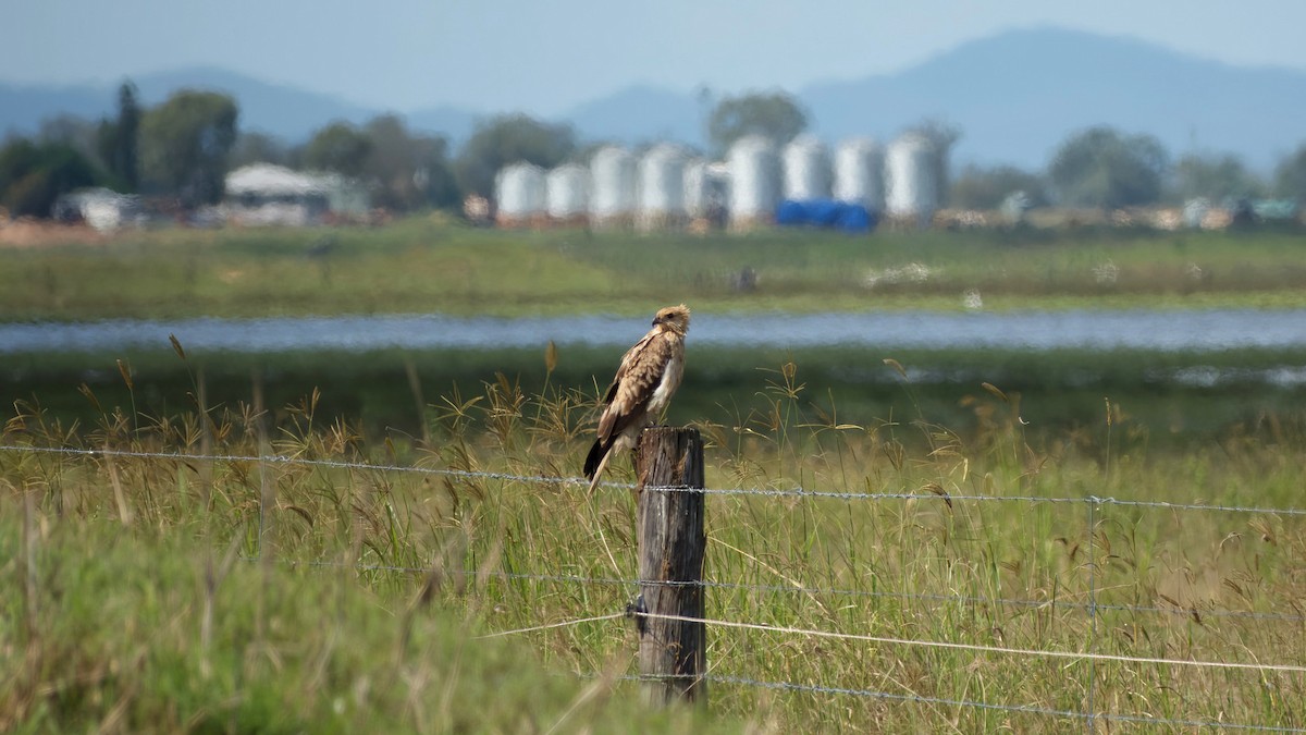 Whistling Kite - ML633817526