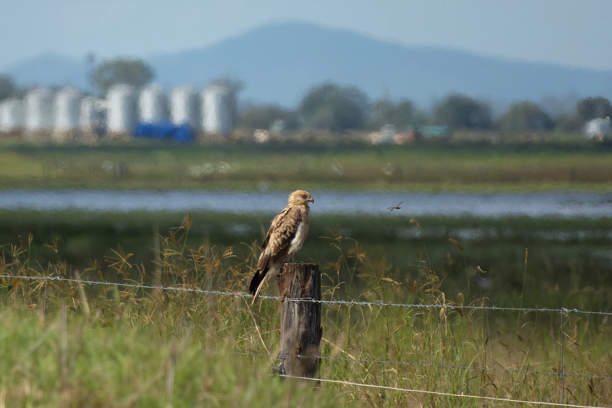 Whistling Kite - ML633817527