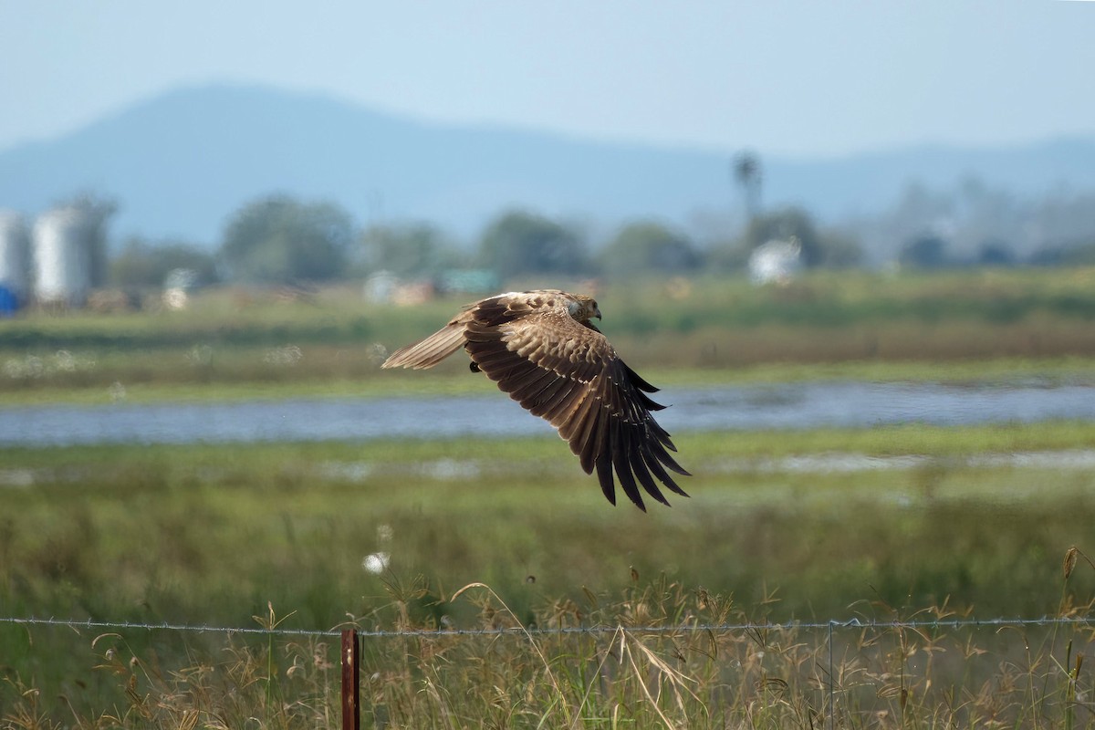 Whistling Kite - ML633817529