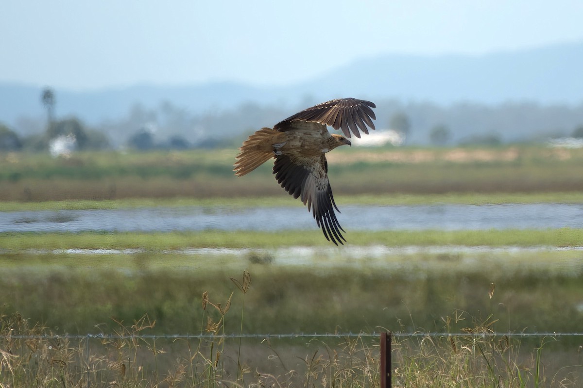 Whistling Kite - ML633817530