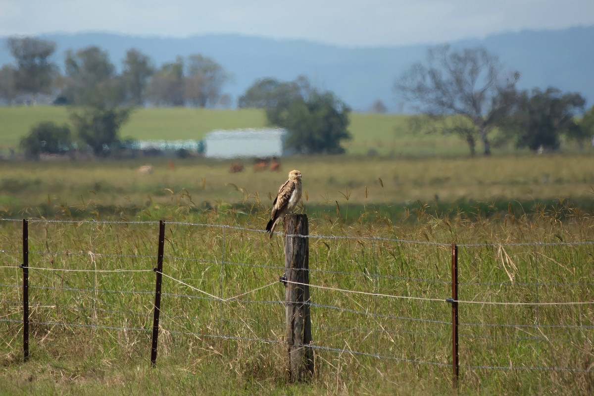 Whistling Kite - ML633817533