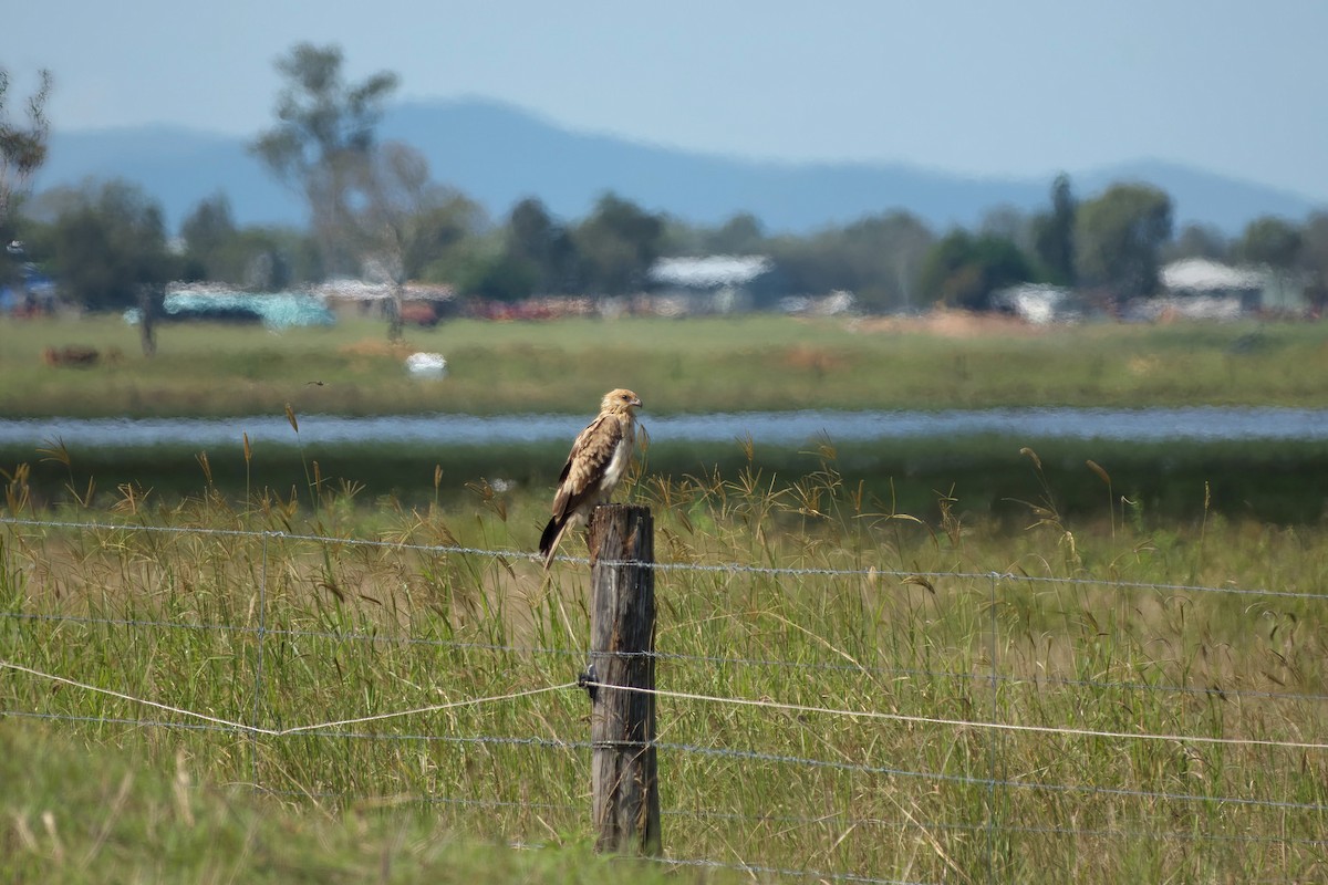 Whistling Kite - ML633817534