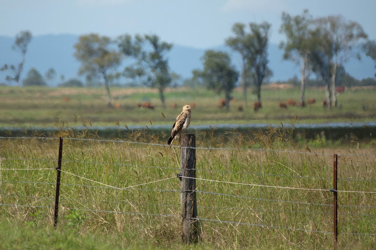 Whistling Kite - ML633817535