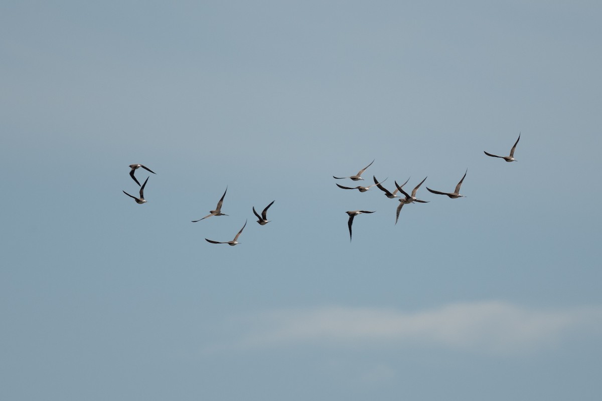 Луговая тиркушка - ML633817565