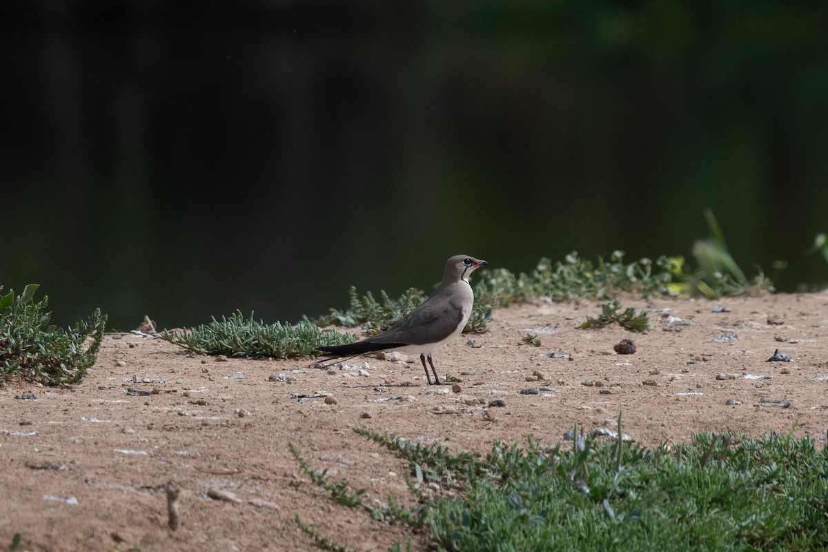 Луговая тиркушка - ML633817566