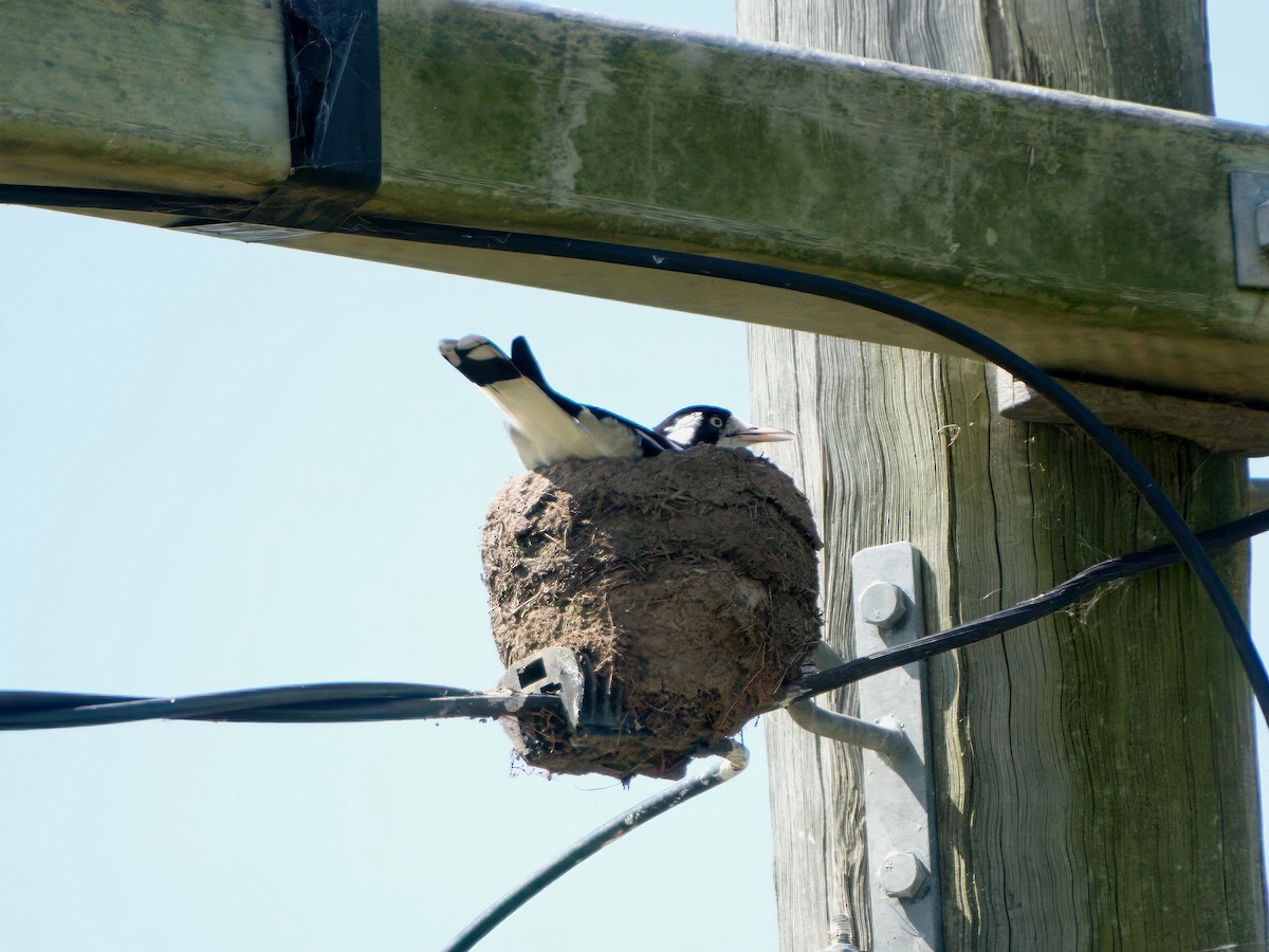 Magpie-lark - ML633817589