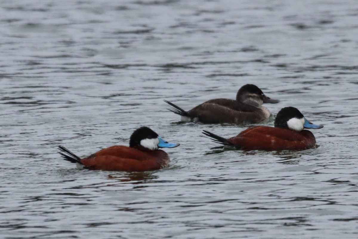 Ruddy Duck - ML633817795
