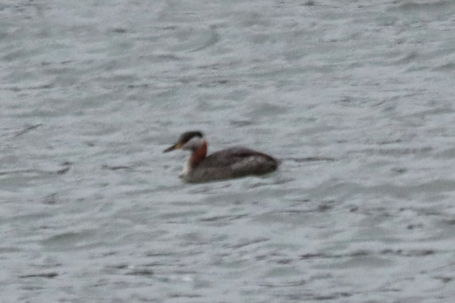 Red-necked Grebe - ML633817811