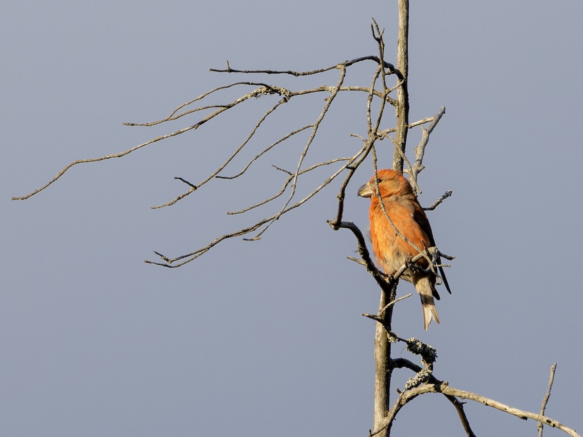 Parrot Crossbill - ML633818071