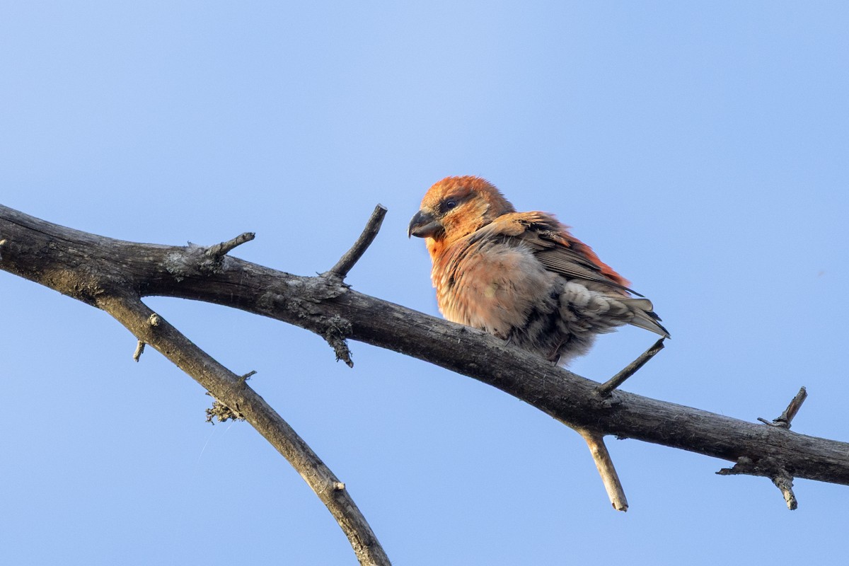 Parrot Crossbill - ML633818072