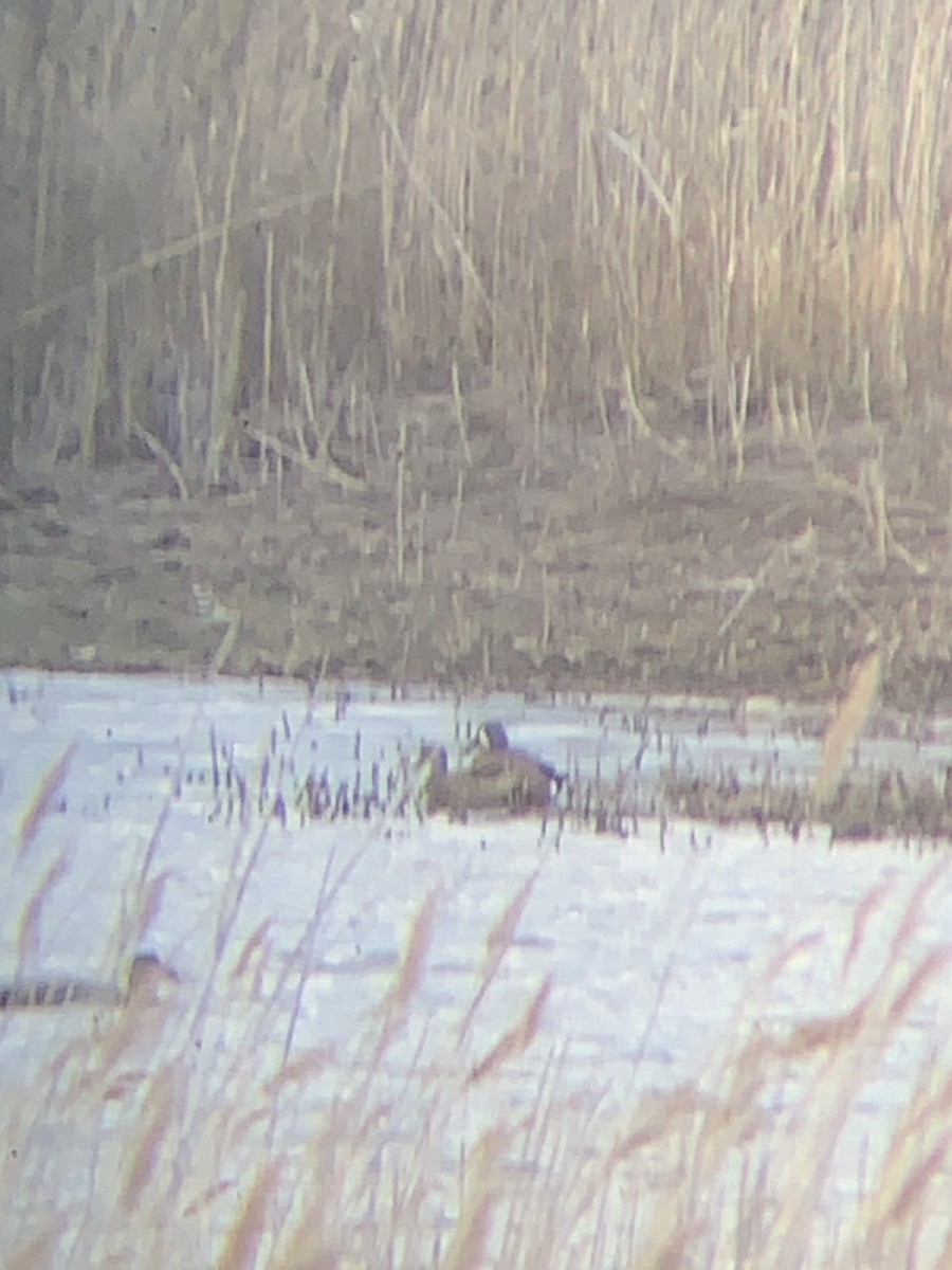 Blue-winged Teal - ML633818138