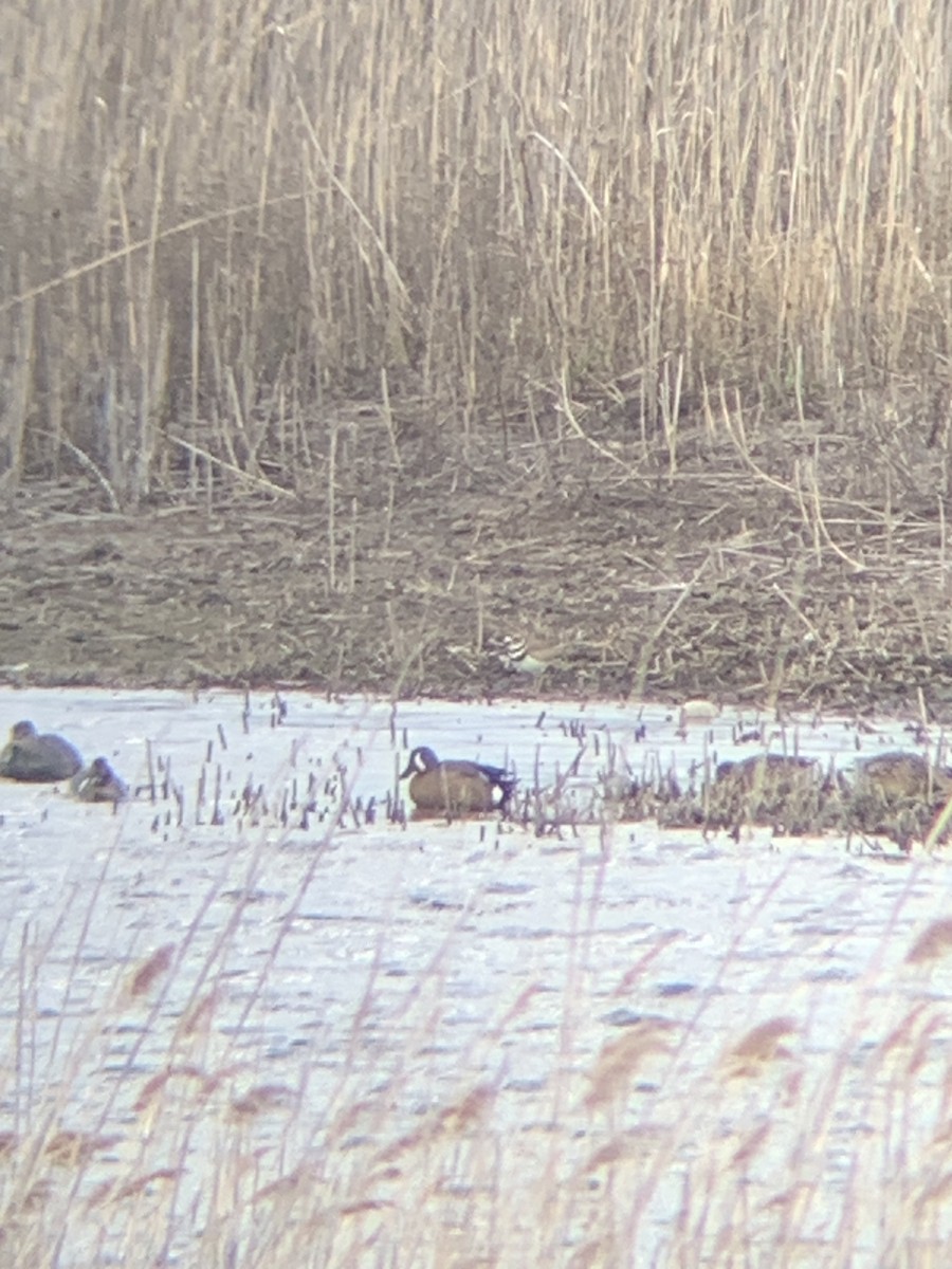 Blue-winged Teal - ML633818139