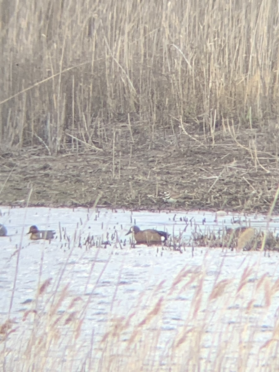 Blue-winged Teal - ML633818140