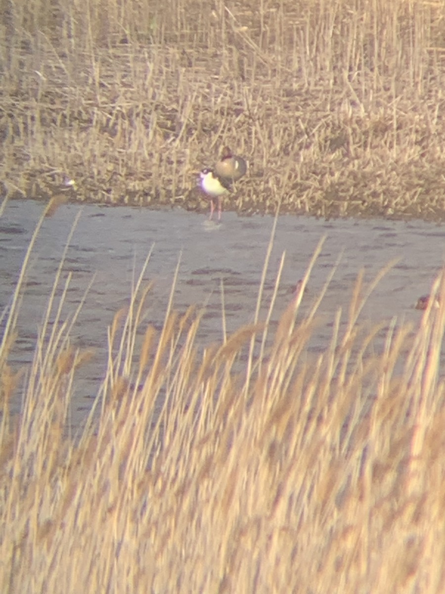 Black-necked Stilt - ML633818147