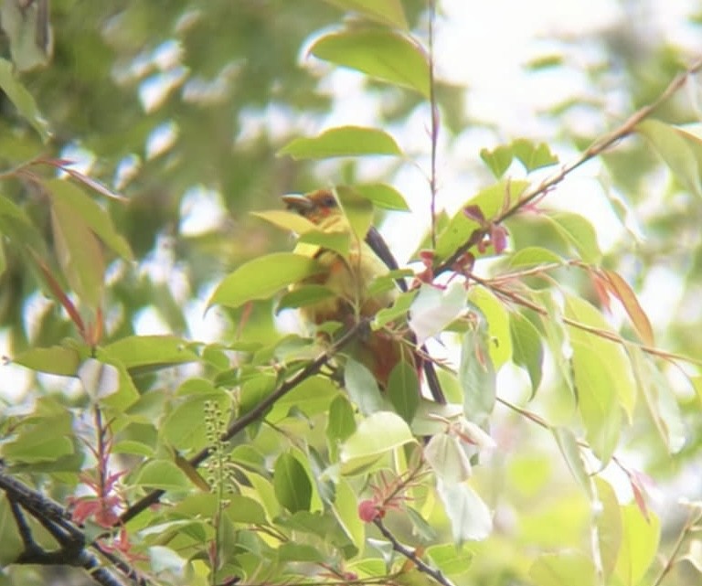 Scarlet Tanager - ML633818152