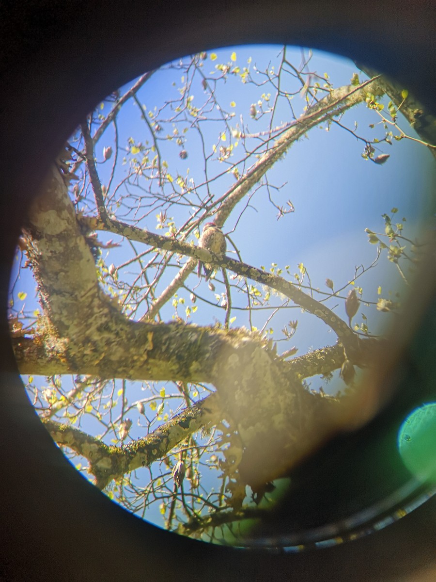 Pic maculé - ML633818504