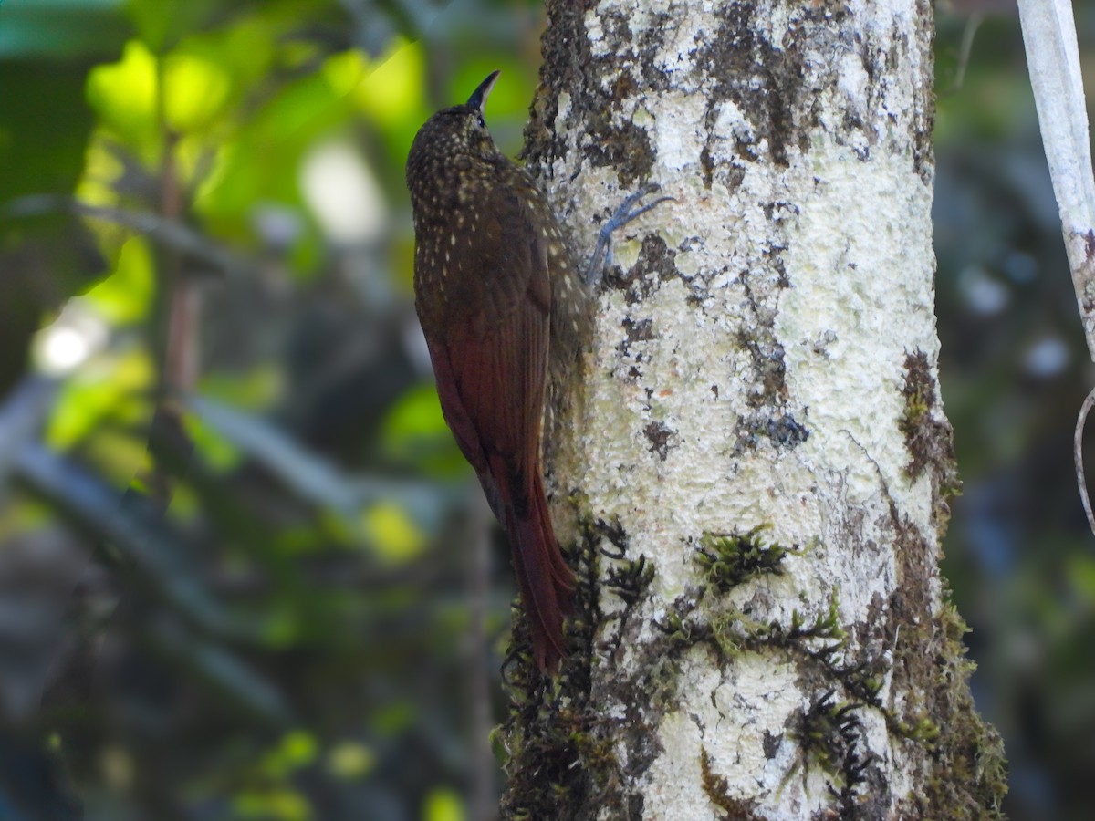 Spotted Woodcreeper (Spotted) - ML633818573