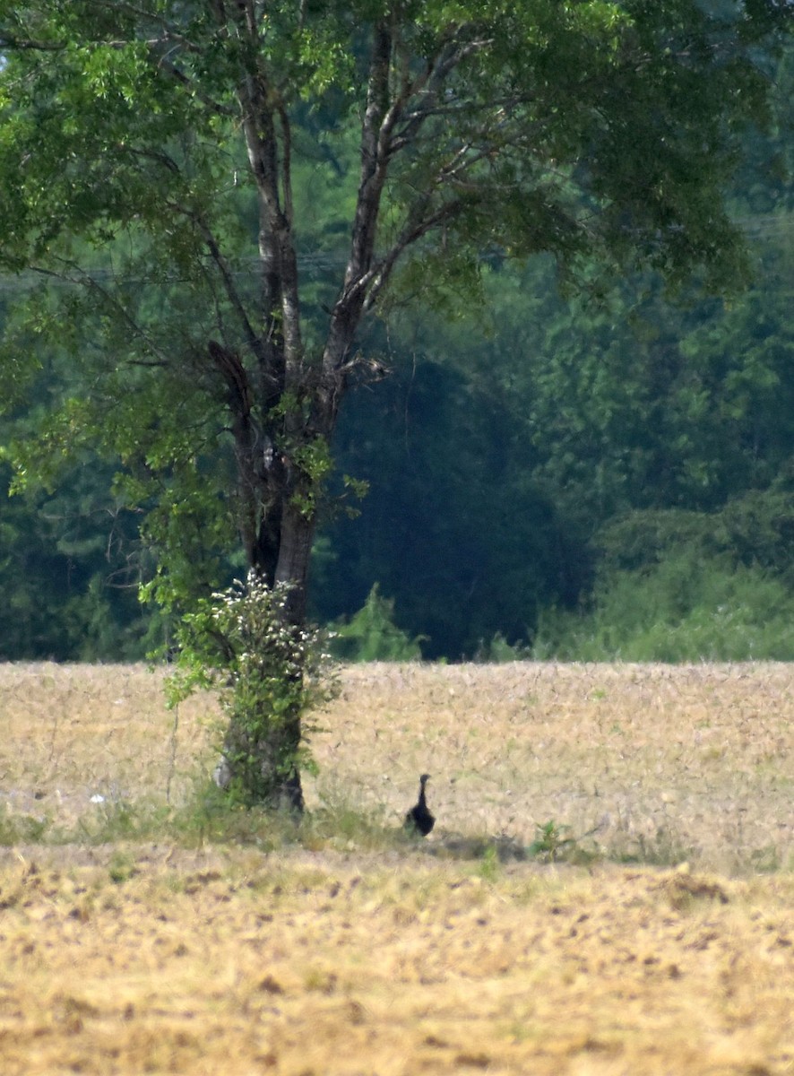 Wild Turkey - ML633818600