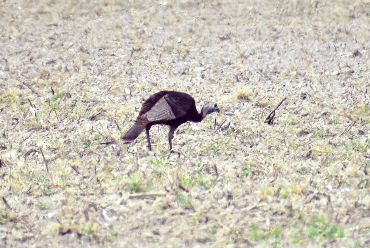 Wild Turkey - ML633818601
