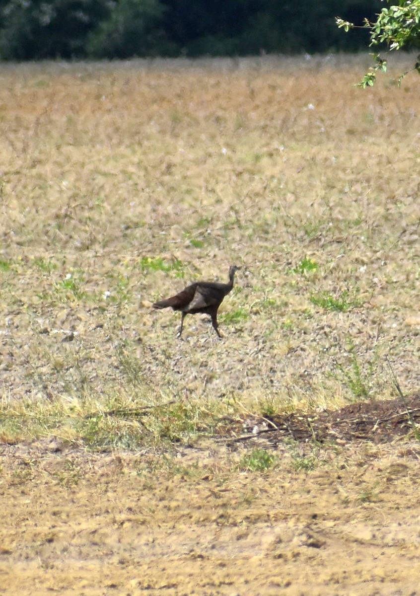 Wild Turkey - ML633818602