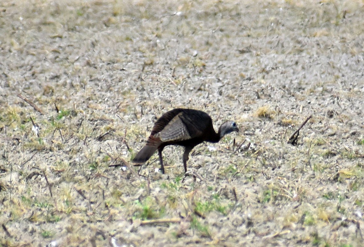 Wild Turkey - ML633818603