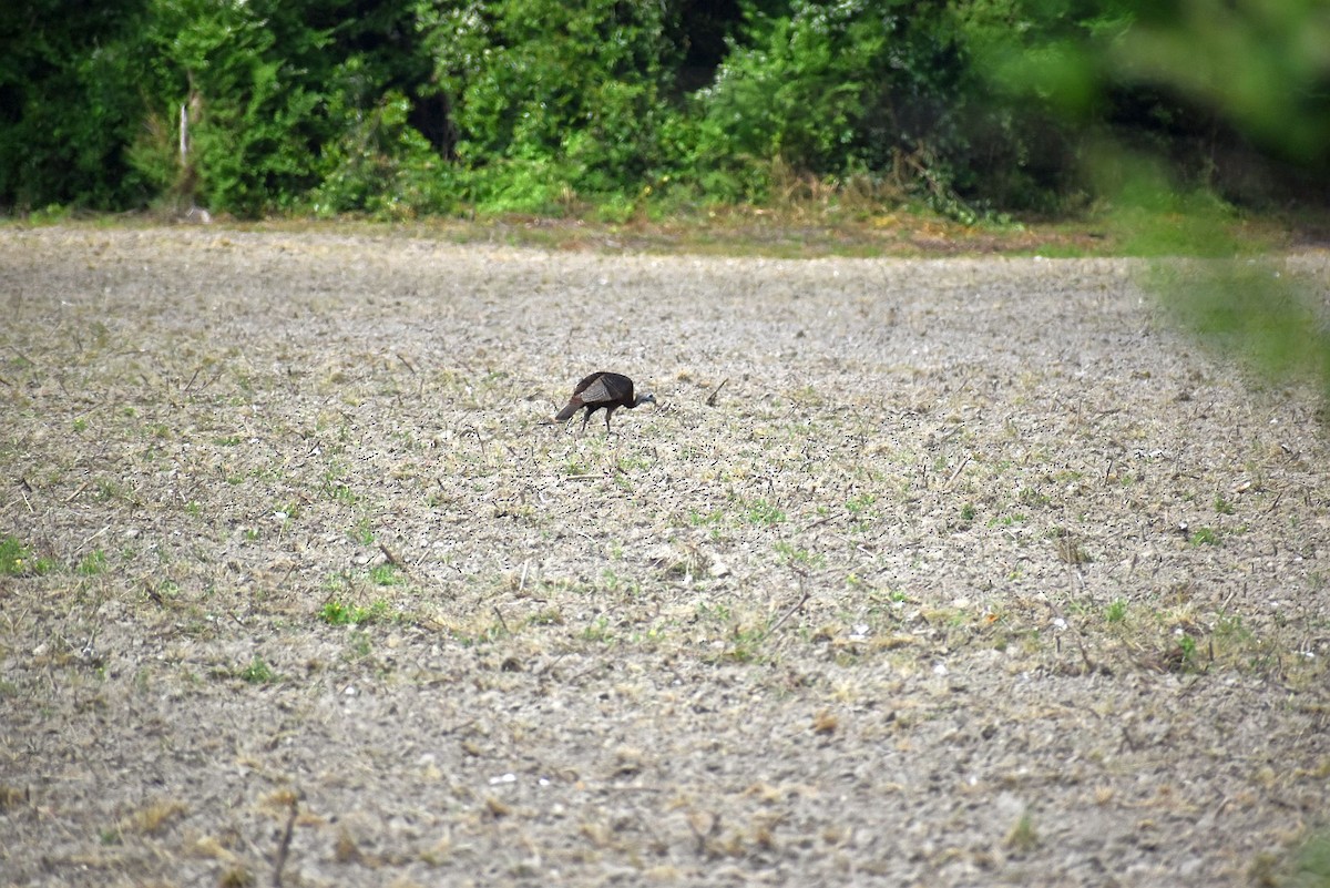 Wild Turkey - ML633818604