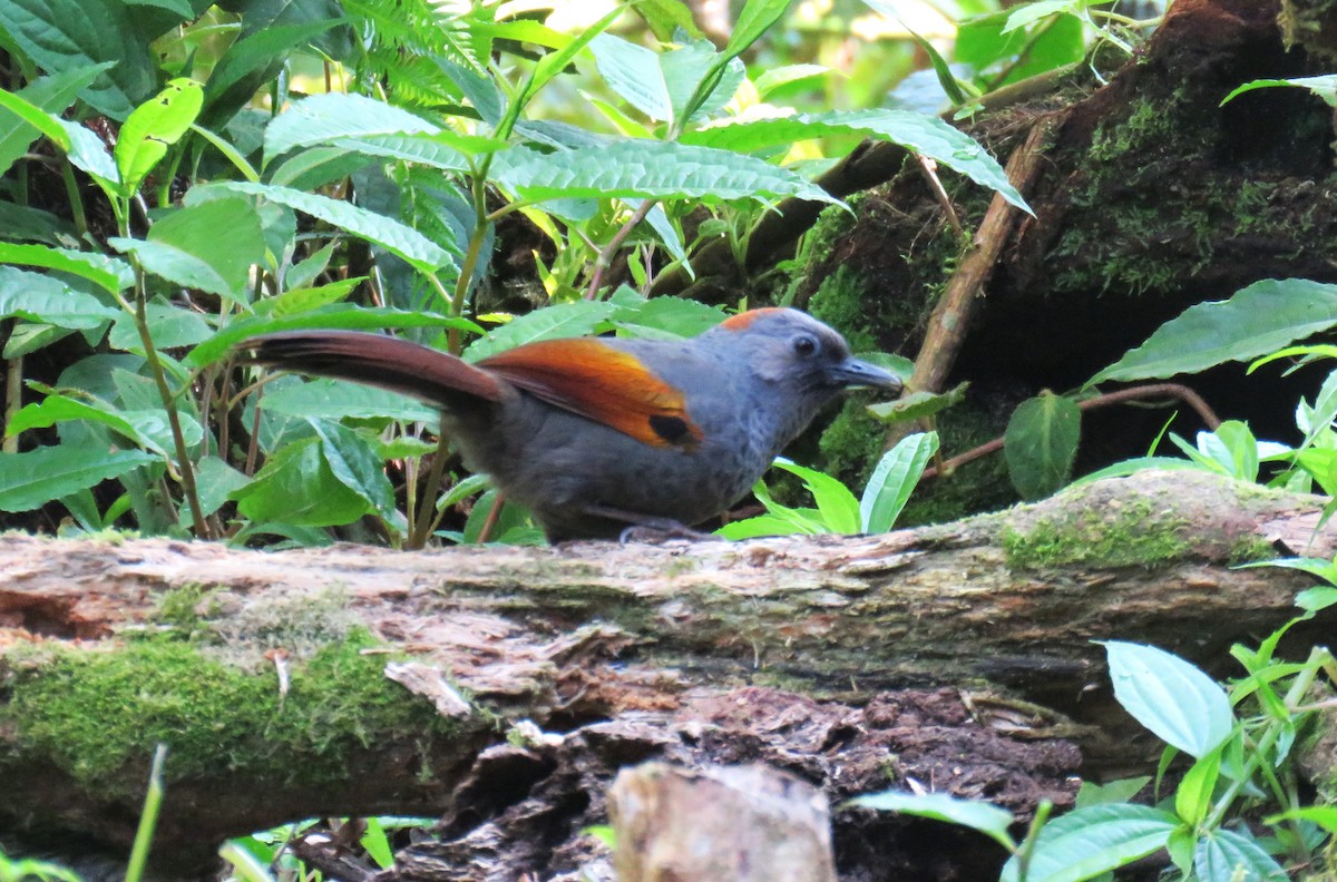 Golden-winged Laughingthrush - ML633818724