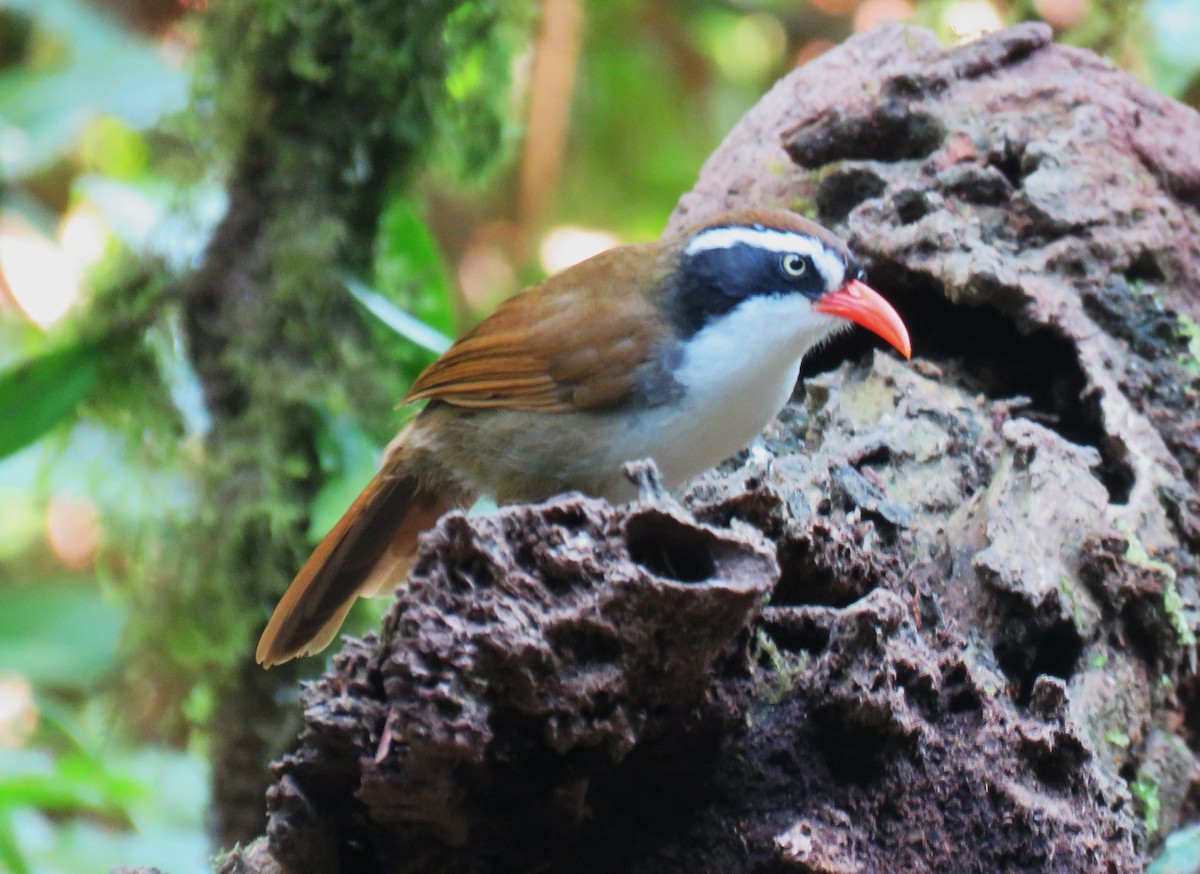 Brown-crowned Scimitar-Babbler - ML633818760