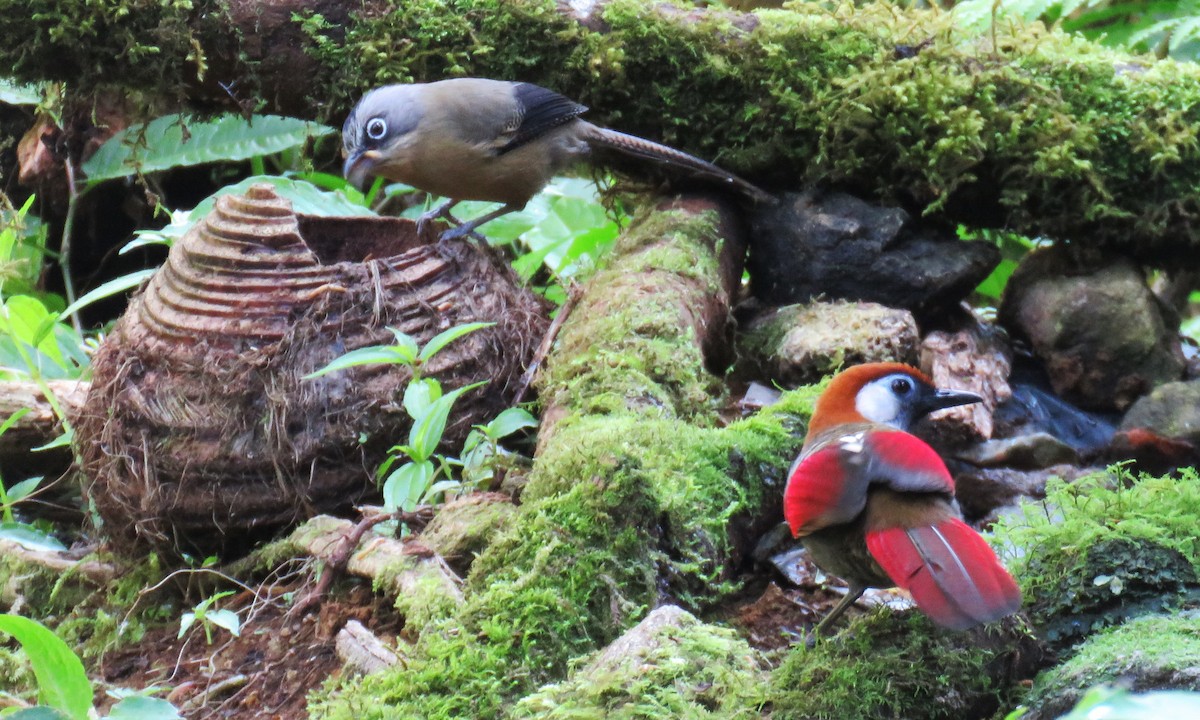 Black-crowned Barwing - ML633818932