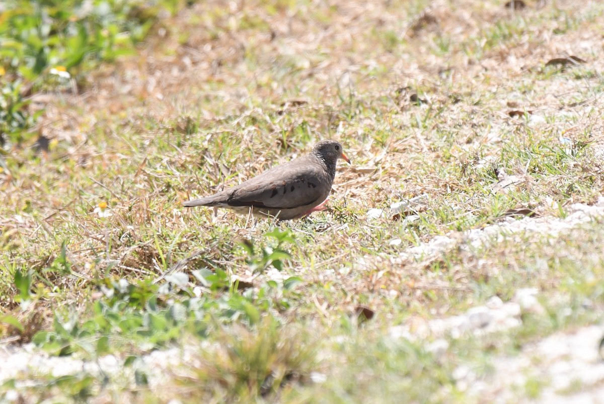 Common Ground Dove - ML633818938