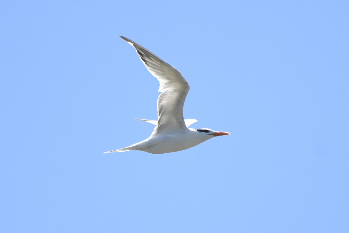 Royal Tern - ML633818955