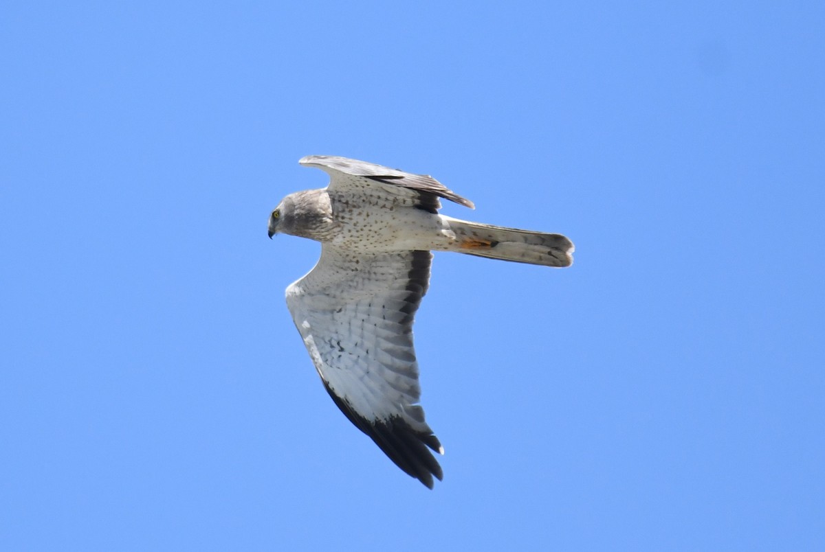 Northern Harrier - ML633818966
