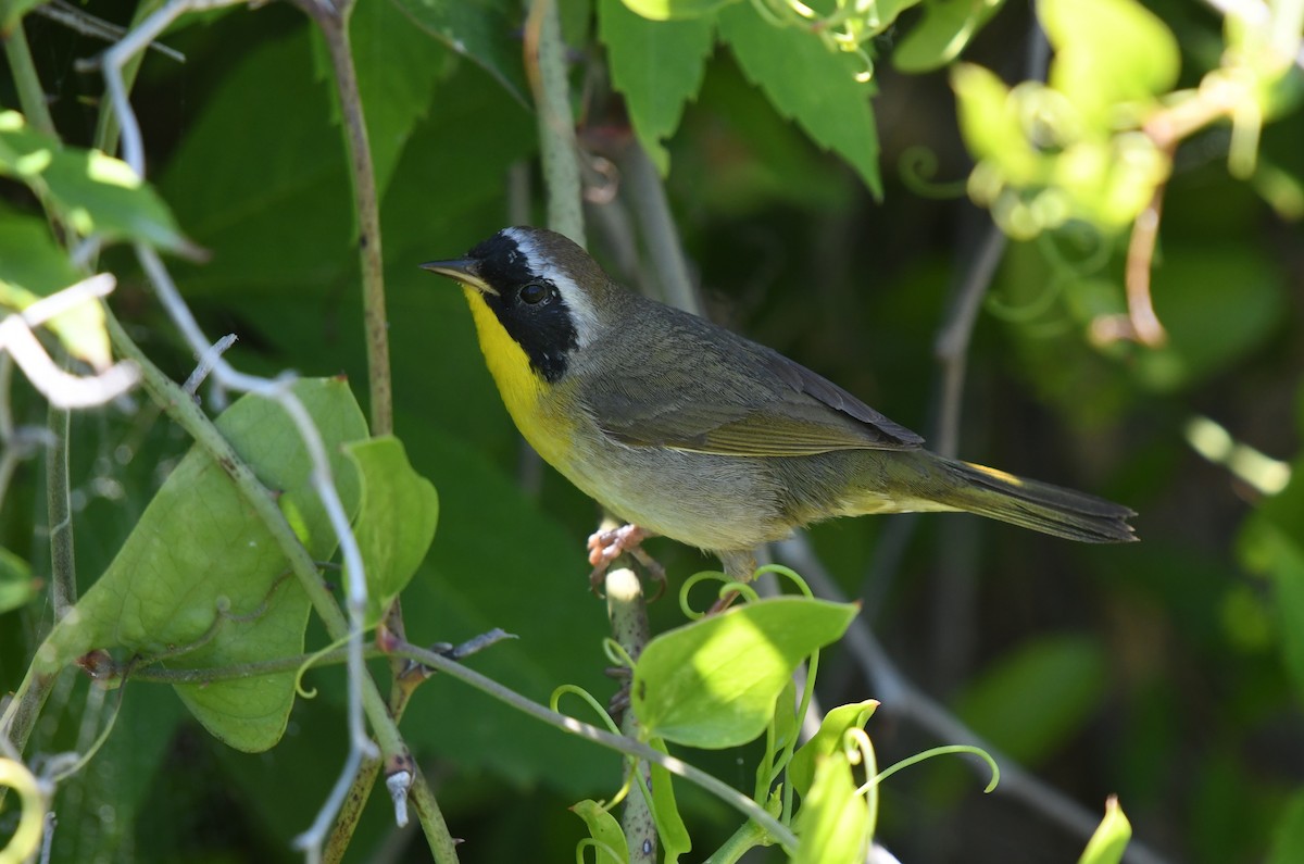 Common Yellowthroat - ML633818974