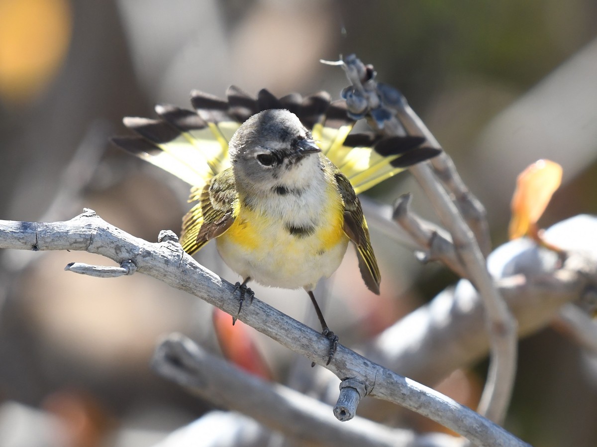 American Redstart - ML633818986