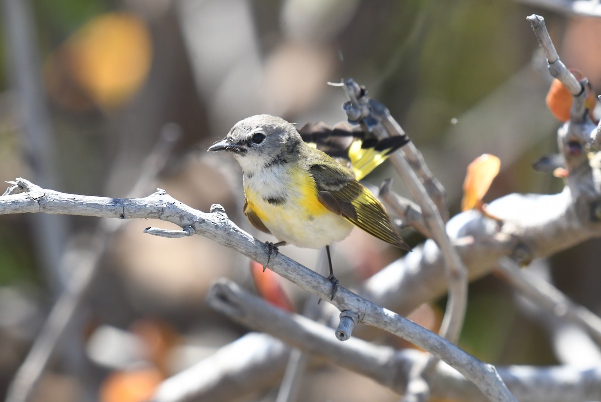 American Redstart - ML633818989