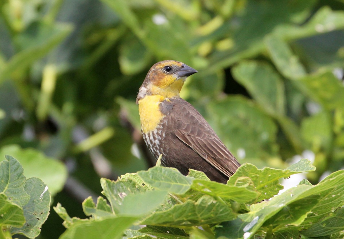 Yellow-headed Blackbird - ML633818999