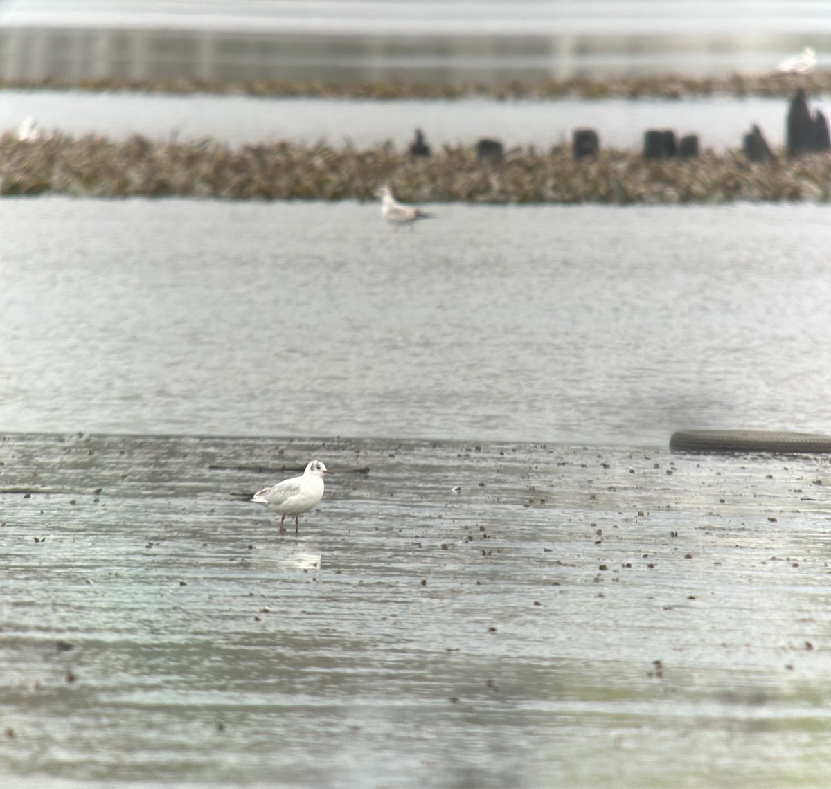 Black-headed Gull - ML633819013