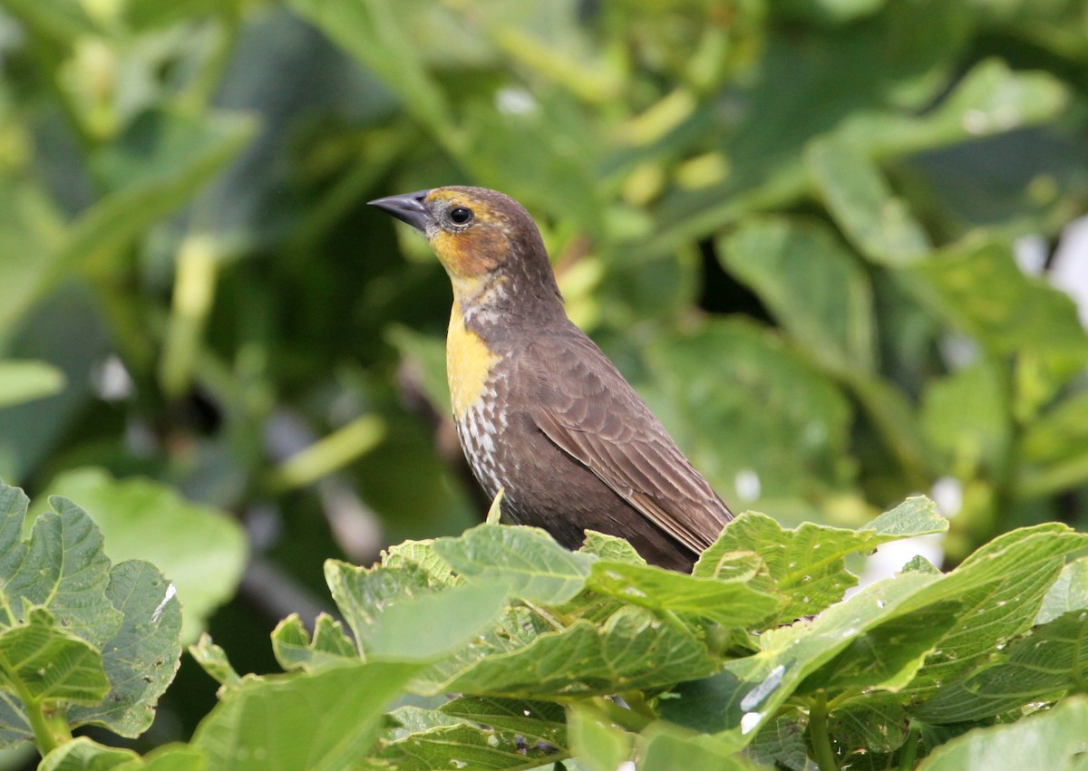 Yellow-headed Blackbird - ML633819040