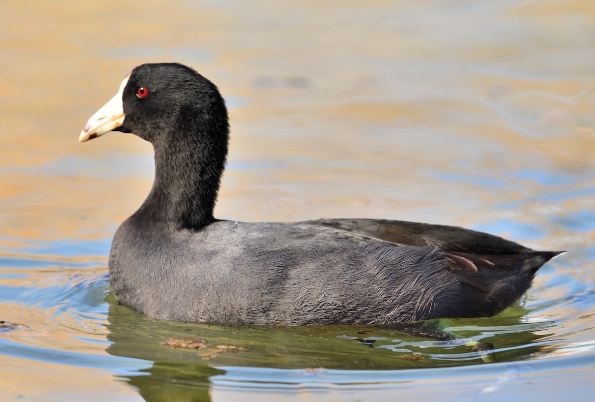 American Coot - ML633819236