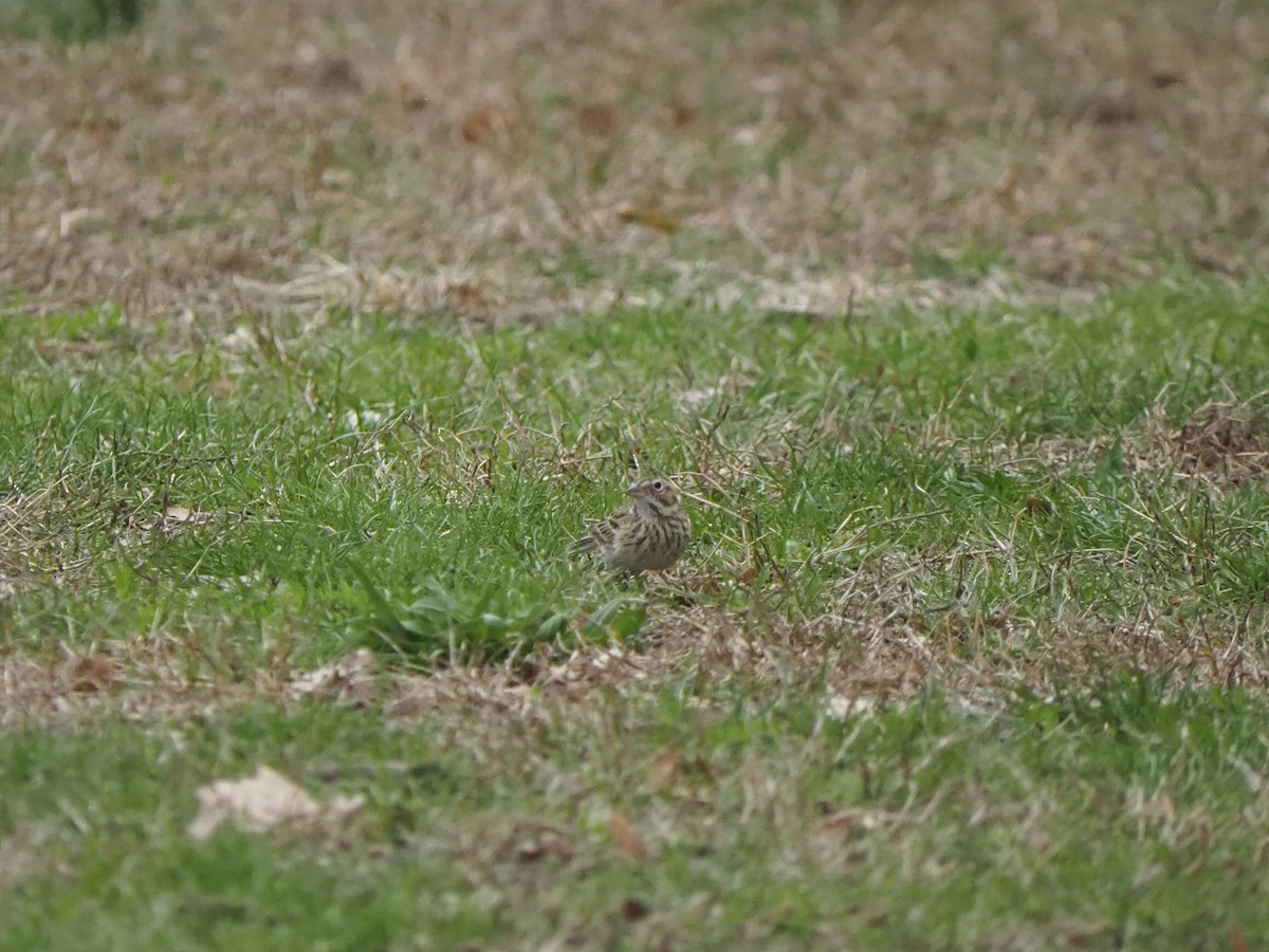 Vesper Sparrow - ML633819287
