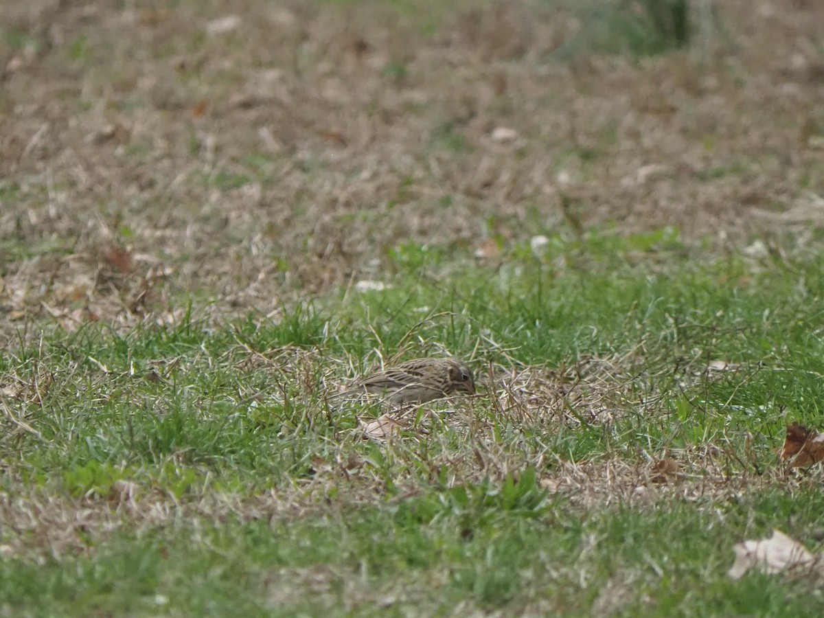 Vesper Sparrow - ML633819289
