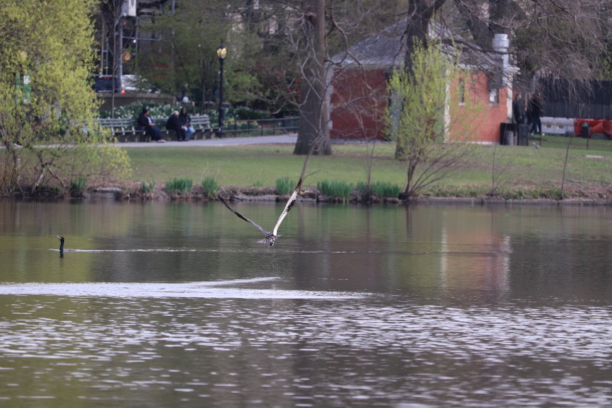 Osprey (American) - ML633819416
