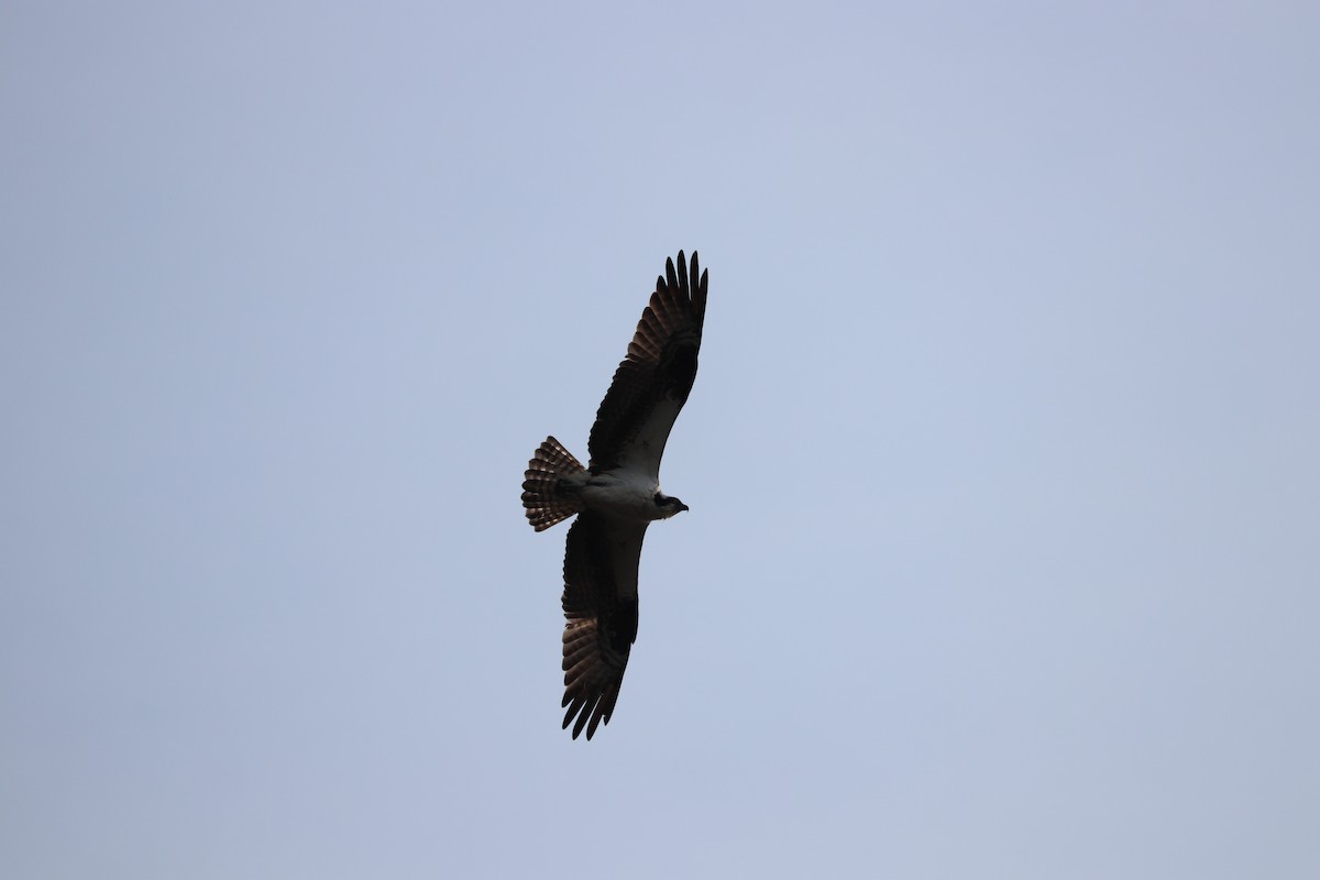 Osprey (American) - ML633819417