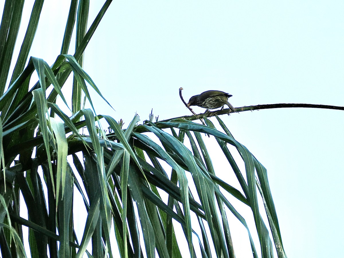 Palmchat - ML633819471