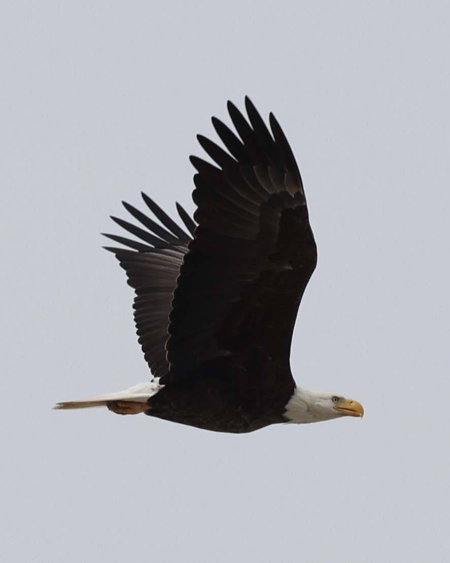 Bald Eagle - ML633819473