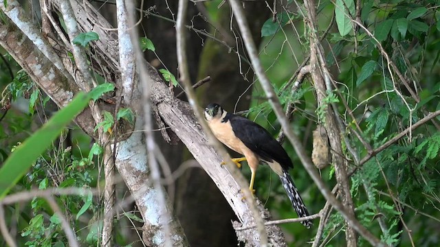 Collared Forest-Falcon - ML633819519