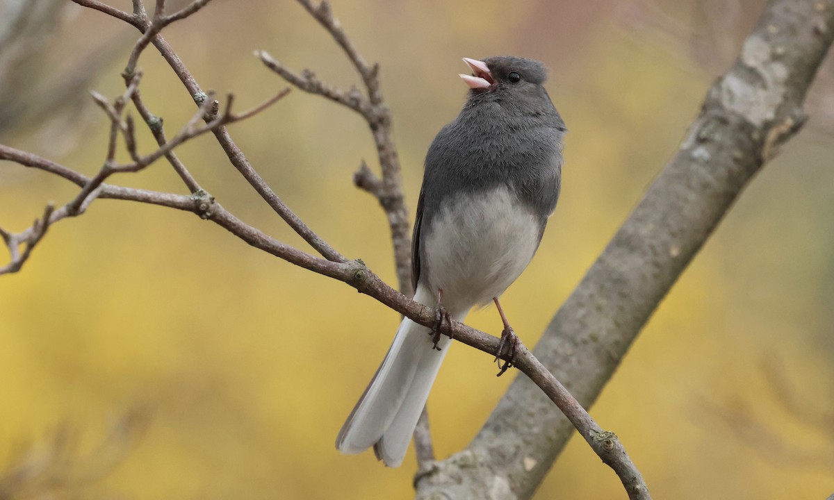 Dark-eyed Junco - ML633819656