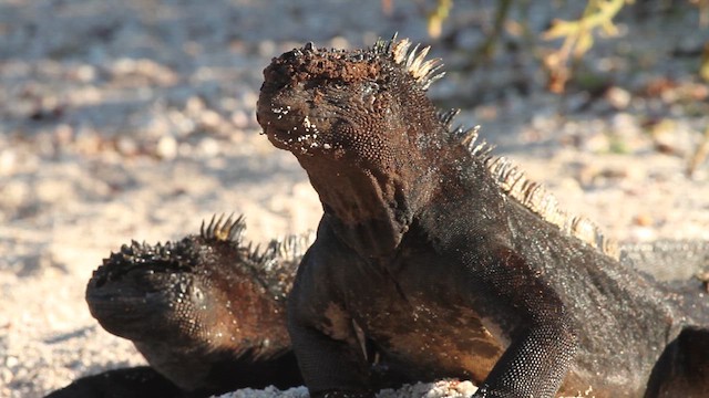 San Cristóbal Marine Iguana - ML633819677
