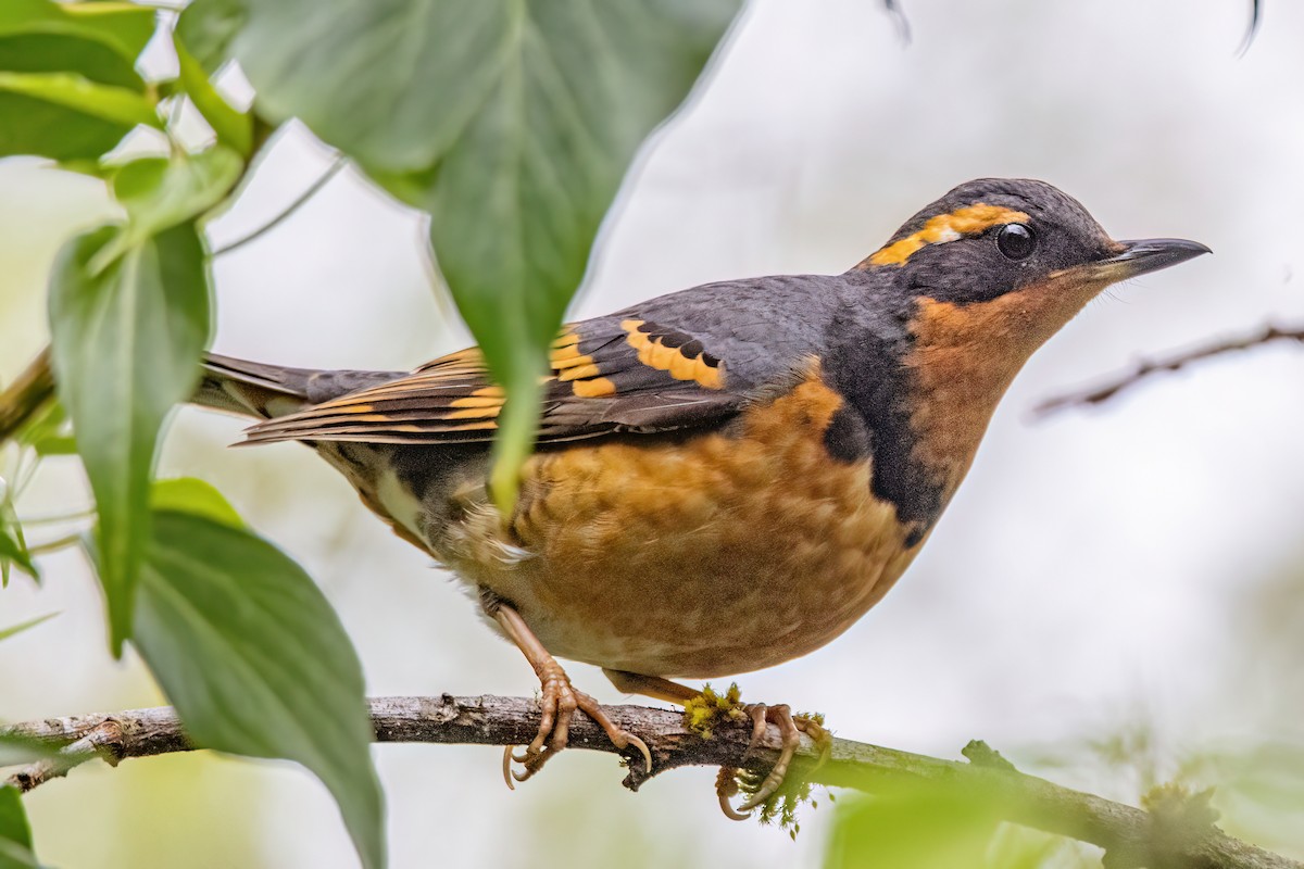 Varied Thrush - ML633819721